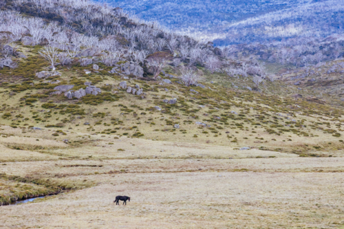 A landscape view with wild brumby on the Cascade Hut Trail near Dead Horse Gap and Thredbo - Australian Stock Image