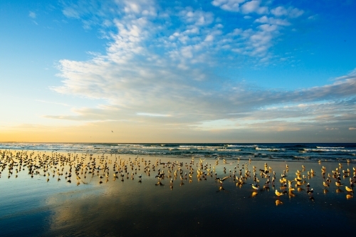 A large group of seagulls on Fingal Beach at sunset. - Australian Stock Image
