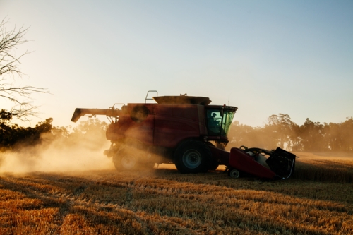 A large red combine harvester in a field during the sunset.