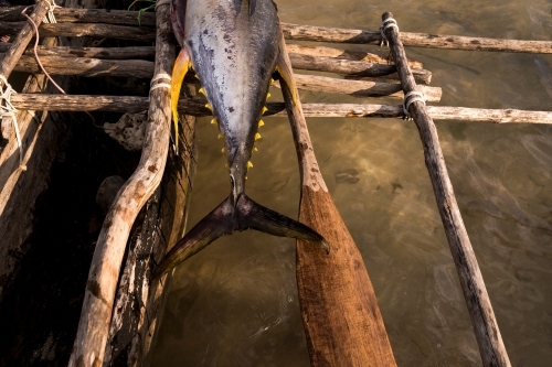 A large tuna's tail hanging on the wooden side of the boat - Australian Stock Image