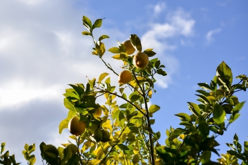 A lemon tree under a sunny and cloudy blue sky - Australian Stock Image