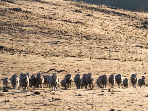 A line of sheep in a frosty paddock - Australian Stock Image