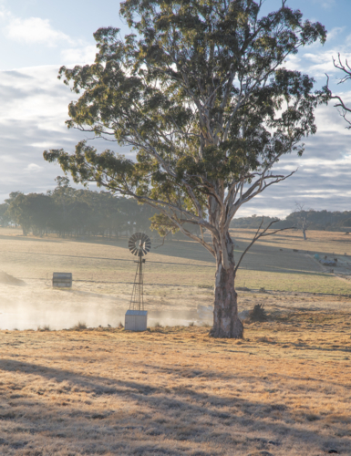 A little windmill with gum trees on a misty morning - Australian Stock Image