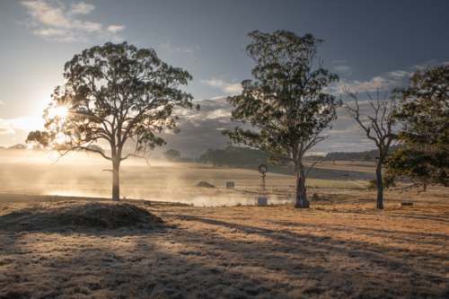 A little windmill with gum trees on a misty morning - Australian Stock Image
