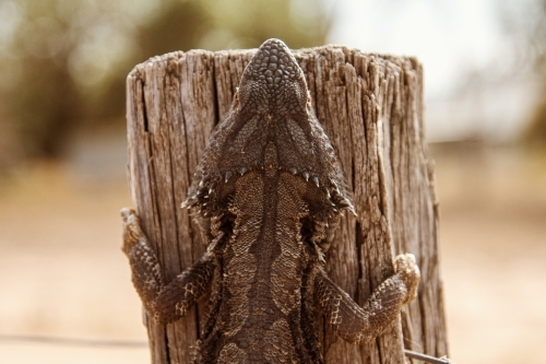 A lizard clinging on the side of a fence post - Australian Stock Image