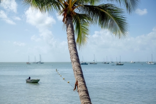 a lone coconut tree on the beach facing the ocean - Australian Stock Image