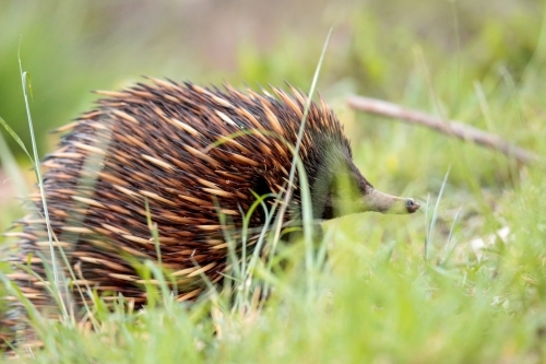 A lone Native Australian Echidna foraging for food in the grass - Australian Stock Image