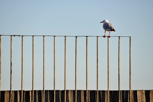 A lone seagull stands on a metal fence high above a wooden fence - Australian Stock Image