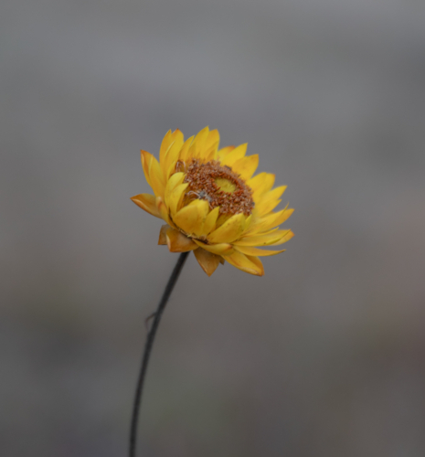 A lone yellow paper daisy - Australian Stock Image