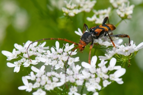 A longhorn Beetle feeding from the white flowers - Australian Stock Image