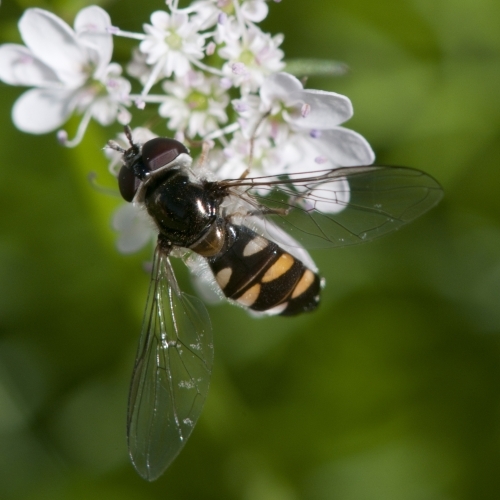 A macro of a Hover fly on Coriander flowers - Australian Stock Image