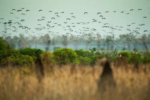 A massive flock of birds flying over the wetlands with dry grass. - Australian Stock Image