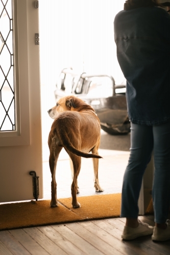 A medium-sized dog standing on a doormat looking out of an open door