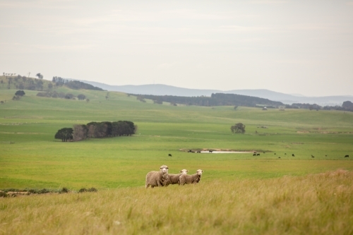 A merino ewe and her twin lambs on a hillside - Australian Stock Image