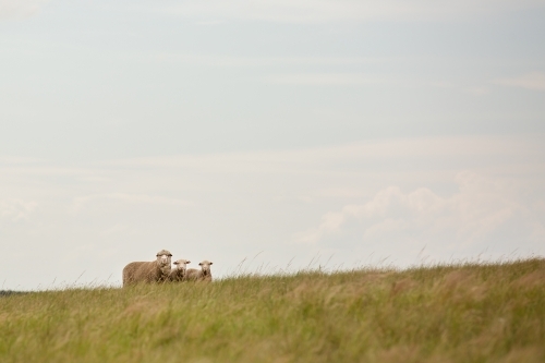 A merino ewe with twin lambs in a grassy paddock - Australian Stock Image