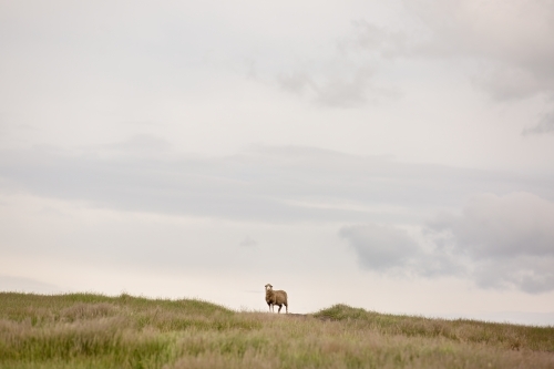 A merino sheep standing on a grassy hillside - Australian Stock Image