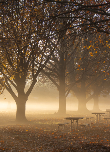 A misty morning in a park with picnic tables - Australian Stock Image