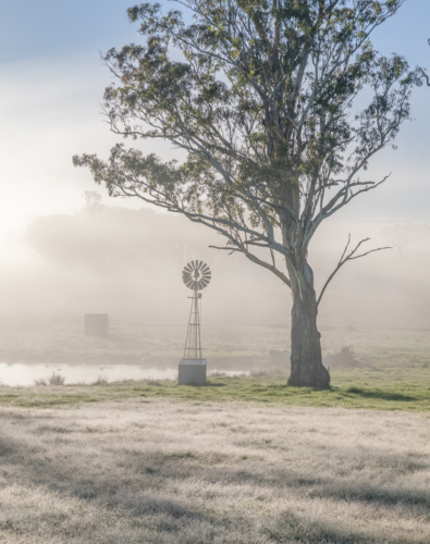 A misty morning with a small windmill by an old gum tree - Australian Stock Image
