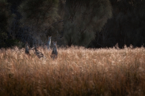 A Mob of Eastern Grey Kangaroos in a Grassy Woodland Forest at Sunset. - Australian Stock Image