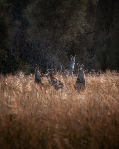 A Mob of Eastern Grey Kangaroos at Sunset. - Australian Stock Image