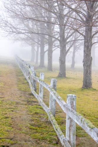 A mossy fence, winter trees and a misty morning - Australian Stock Image