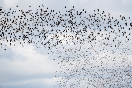 A murmuration of starlings - Australian Stock Image