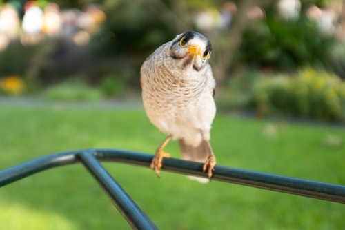 A native Australian noisy miner bird (Manorina melanocephala) a type of honey eater - Australian Stock Image