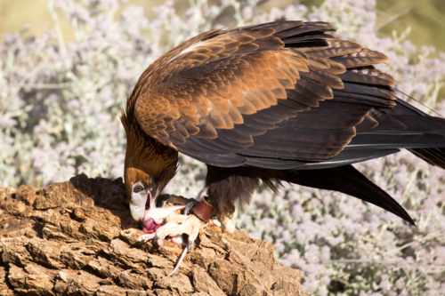 A native wedge tailed eagle devours a mouse near Alice Springs, Northern Territory, Australia - Australian Stock Image