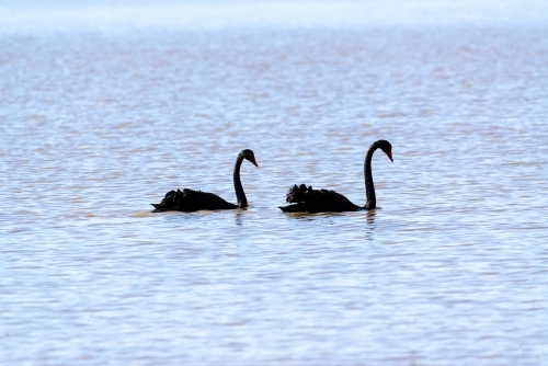 A pair of black swans on a blue lake - Australian Stock Image