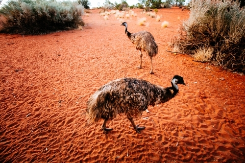 A pair of emus walking around an enclosure of red sand. - Australian Stock Image