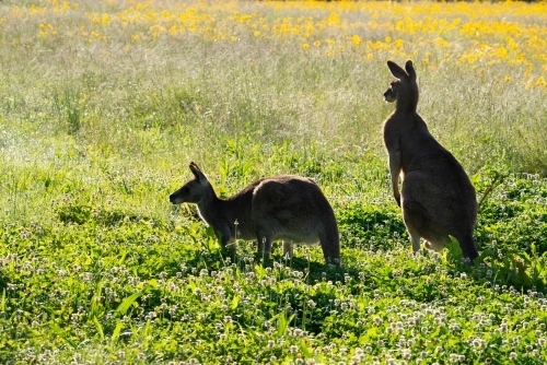A pair of Grey Kangaroos backlit in a field with wild flowers - Australian Stock Image