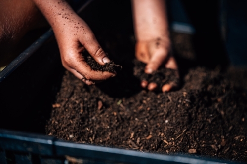 A pair of hands holding and sifting through rich, dark soil. - Australian Stock Image