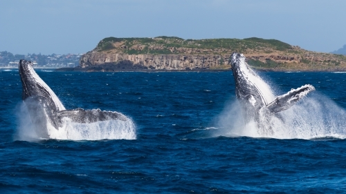 A pair of Humpback whales breaching in front of Cook Island. Taken from a boat - Australian Stock Image