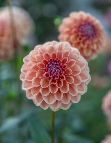 A pale pink dahlia flower - Australian Stock Image