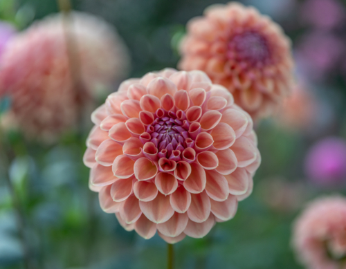 A pale pink dahlia flower - Australian Stock Image