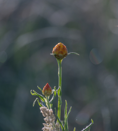 A paper daisy - Australian Stock Image