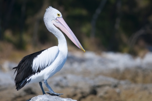 A Pelican standing on a rock with a blurred background - Australian Stock Image
