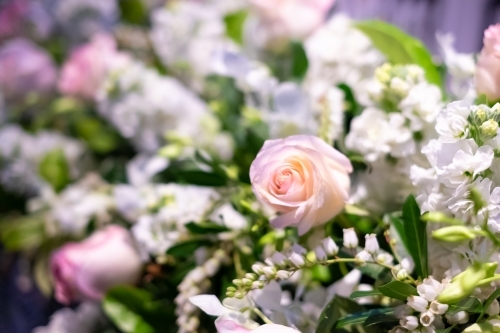 a perfect peach rose in focus from a flower arrangement - Australian Stock Image