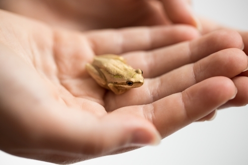 A person's hands holding a small amphibian tree frog selective focus shallow depth of field on frog - Australian Stock Image