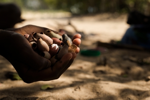 A person with a hand full of gum nut seed pods - Australian Stock Image