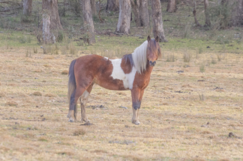 A piebald horse standing in a brown paddock in winter - Australian Stock Image
