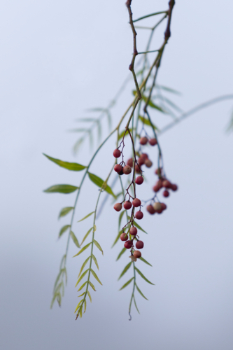 A pink pepper tree with peppercorns in a foggy environment. - Australian Stock Image