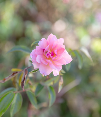 A pink rose - Australian Stock Image