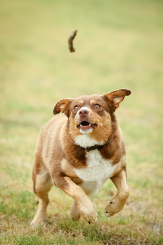 A playful Australian Kelpie plays with a stick in Australia - Australian Stock Image