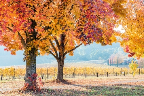 A popular track surrounded by orange autumn trees next to a vineyard - Australian Stock Image