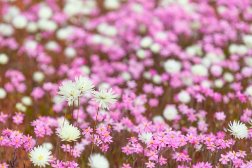 a profusion of pink and white wildflowers - Australian Stock Image