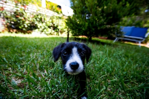A puppy walking on green grass field in the backyard - Australian Stock Image
