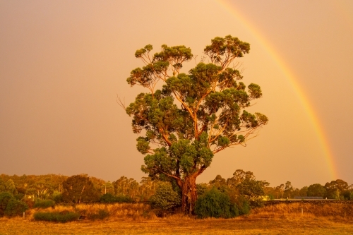 A rainbow and dramatic lighting over a large gum tree - Australian Stock Image