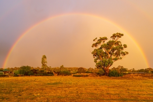 A rainbow and dramatic lighting over a large gum tree