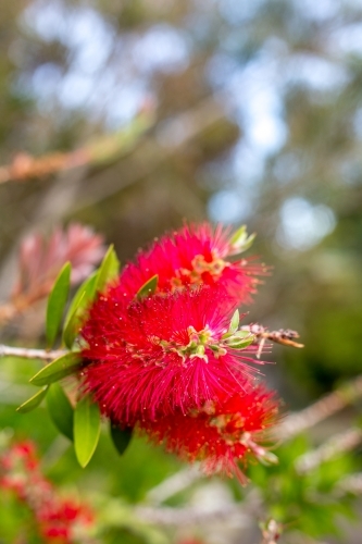 A red bottlebrush flower fills the bush with colour - Australian Stock Image